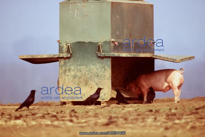 : PIG AT FEEDER - and x two Carrion Crows : PIG AT FEEDER - and x two Carrion Crows