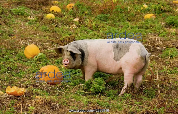 : Pig feeding on pumpkins in the Apuseni mountains : Pig feeding on pumpkins in the Apuseni mountains