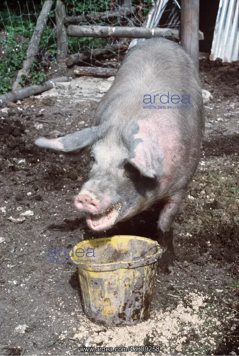 : PIG - FEEDS FROM BUCKET : PIG - FEEDS FROM BUCKET