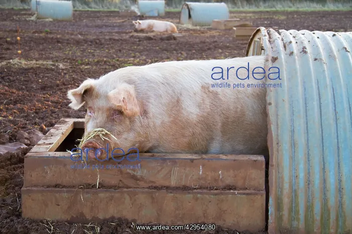 : Pig - free range pig in a shelter : Pig - free range pig in a shelter