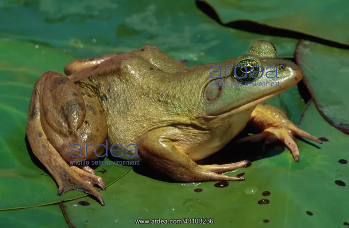: Pig Frog. Adult female pig frog (Rana grylio) in Lake Okeechobee, south Florida : Pig Frog. Adult female pig frog (Rana grylio) in Lake Okeechobee, south Florida