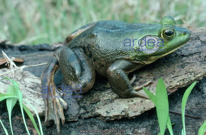 : Pig Frog. Pig frog (Rana grylio) in Myakka Park, Florida : Pig Frog. Pig frog (Rana grylio) in Myakka Park, Florida