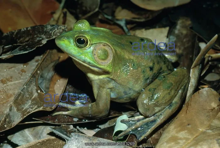 : Pig Frog. Pig frog (Rana grylio) in Louisiana : Pig Frog. Pig frog (Rana grylio) in Louisiana