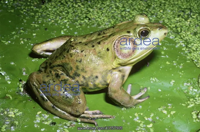 : Pig Frog. Pig frog (Rana grylio) in Louisiana : Pig Frog. Pig frog (Rana grylio) in Louisiana