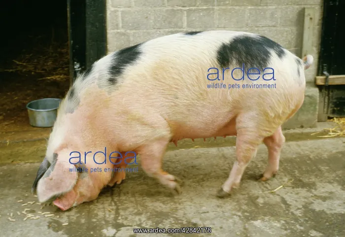 : PIG - Gloucester Old Spot Pig, side profile : PIG - Gloucester Old Spot Pig, side profile