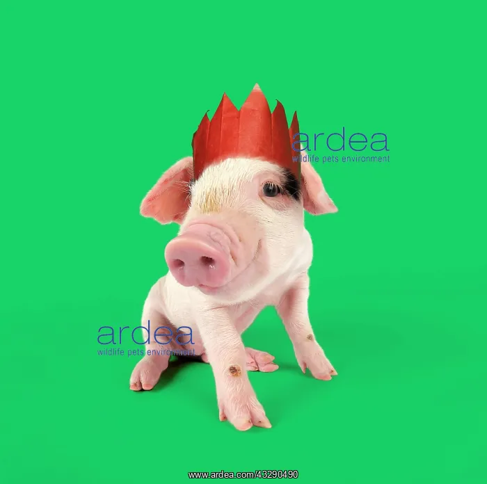 : Pig - Gloucester old spot piglet on green background : Pig - Gloucester old spot piglet on green background