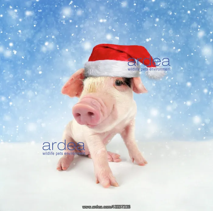  : Pig. Gloucester old spot piglet in snow wearing Christma