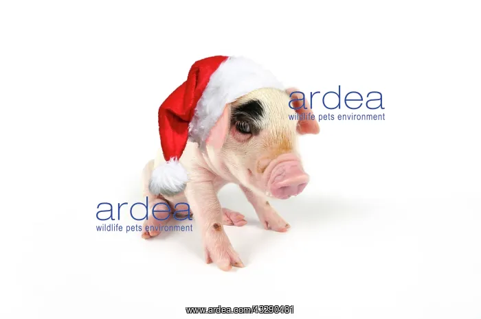 : Pig - Gloucester old spot piglet wearing Christmas hat : Pig - Gloucester old spot piglet wearing Christmas hat