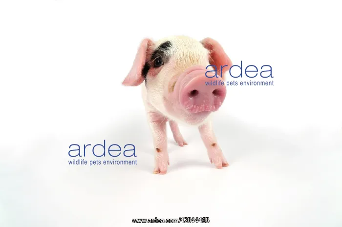 : Pig. Gloucester old spot piglet on white background : Pig. Gloucester old spot piglet on white background