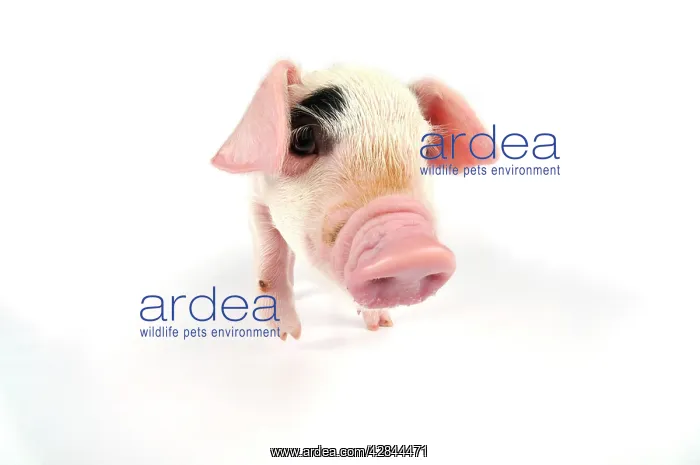 : Pig. Gloucester old spot piglet on white background : Pig. Gloucester old spot piglet on white background