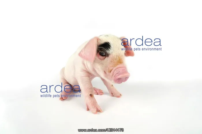 : Pig. Gloucester old spot piglet on white background : Pig. Gloucester old spot piglet on white background