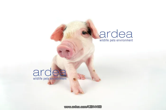 : Pig. Gloucester old spot piglet on white background : Pig. Gloucester old spot piglet on white background