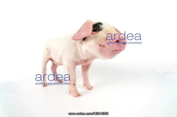 : Pig. Gloucester old spot piglet on white background : Pig. Gloucester old spot piglet on white background