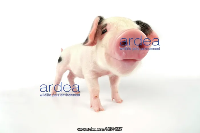 : Pig. Gloucester old spot piglet on white background : Pig. Gloucester old spot piglet on white background