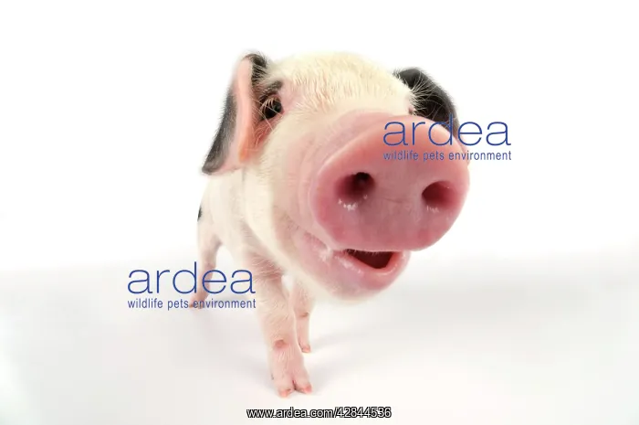 : Pig. Gloucester old spot piglet on white background : Pig. Gloucester old spot piglet on white background