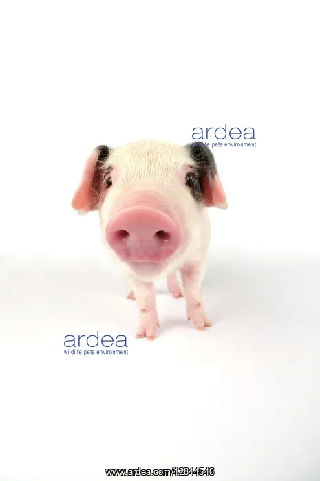 : Pig. Gloucester old spot piglet on white background : Pig. Gloucester old spot piglet on white background