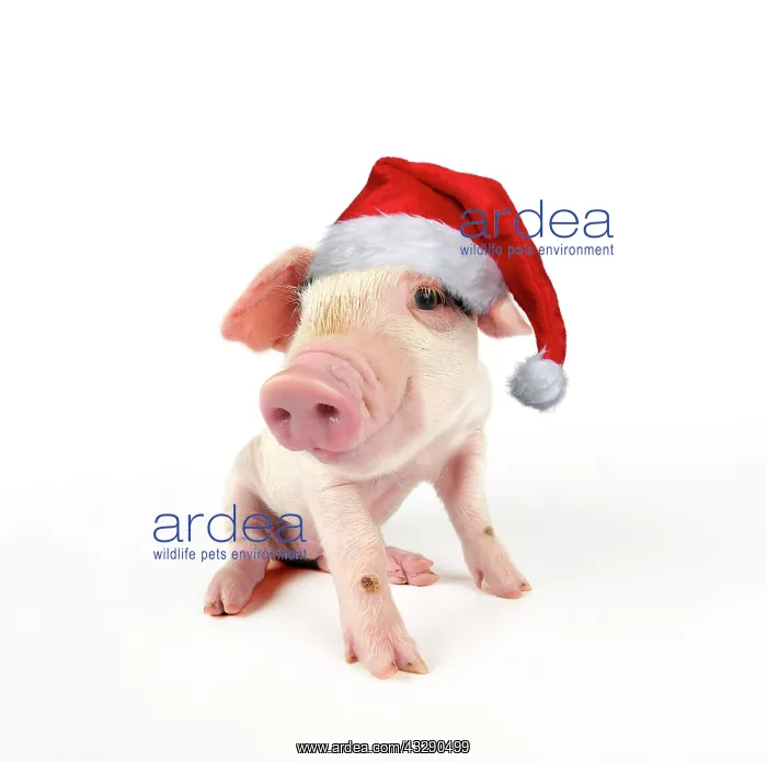 : Pig - Gloucester old spot piglet on white background : Pig - Gloucester old spot piglet on white background
