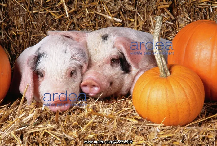 : PIG - two Gloucester Old Spot PIGLETS with pumpkins : PIG - two Gloucester Old Spot PIGLETS with pumpkins