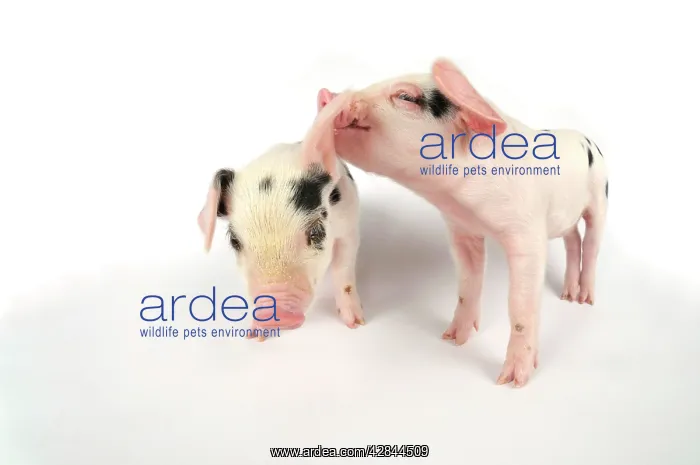 : Pig. Gloucester old spot piglets on white background : Pig. Gloucester old spot piglets on white background