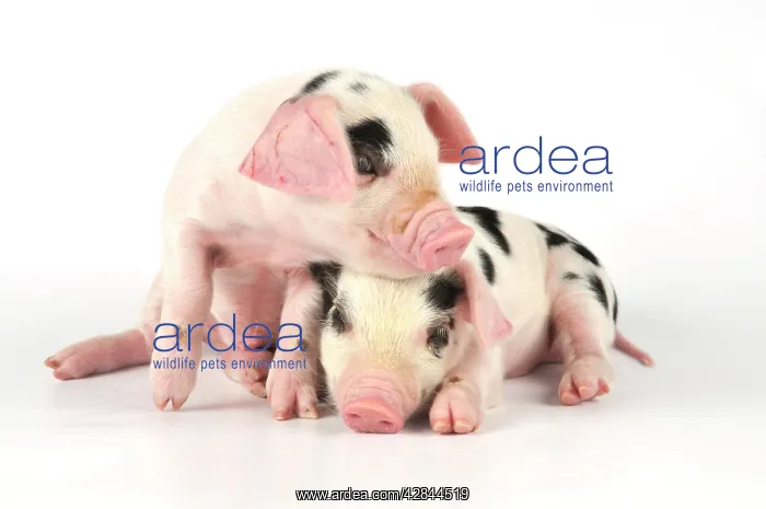 : Pig. Gloucester old spot piglets on white background : Pig. Gloucester old spot piglets on white background