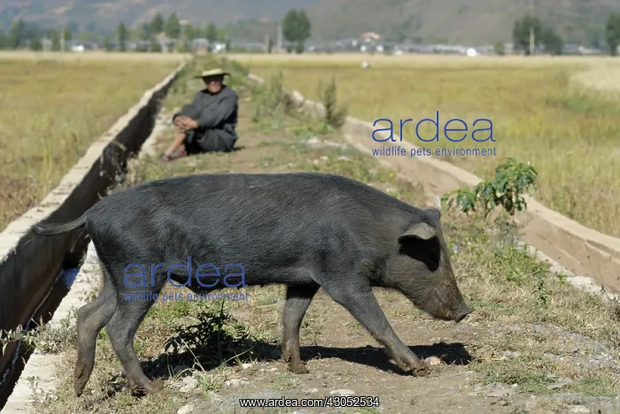 : A pig and its goalkeeper in Yunnan China : A pig and its goalkeeper in Yunnan China