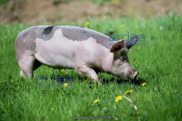 : Pig on grass - Farm Pampilles Alsace France : Pig on grass - Farm Pampilles Alsace France