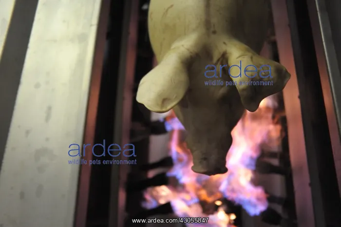 : Pig hanged before its entry into the flaming oven Rodez : Pig hanged before its entry into the flaming oven Rodez