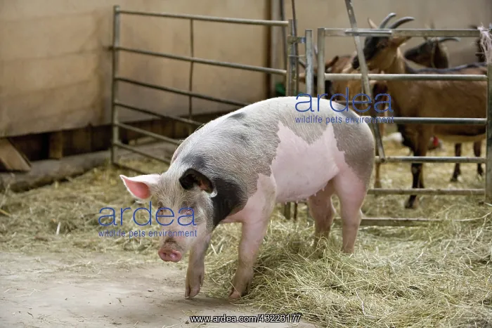 : Pig on hay - Farm Pampilles Alsace France : Pig on hay - Farm Pampilles Alsace France
