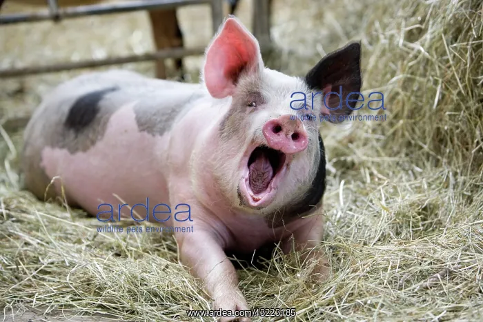 : Pig on hay - Farm Pampilles Alsace France : Pig on hay - Farm Pampilles Alsace France