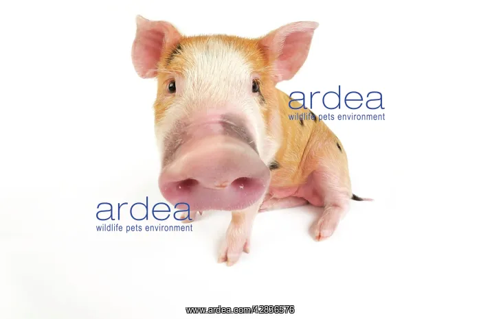  : Pig. Kune Kune cross Gloucester Old Spot piglet