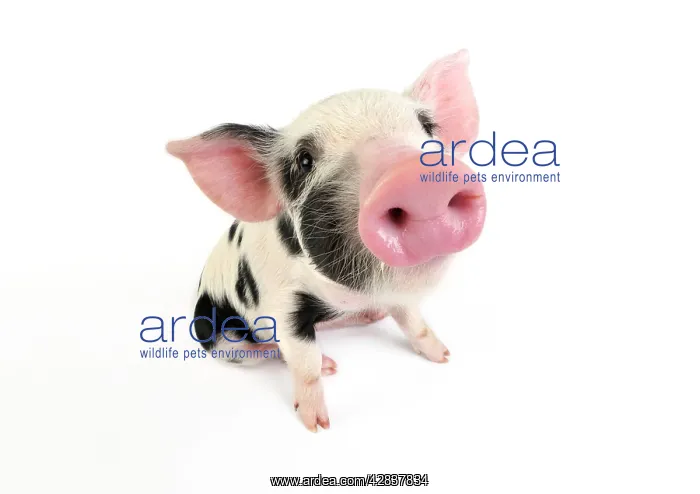  : Pig. Kune Kune cross Gloucester Old Spot piglet