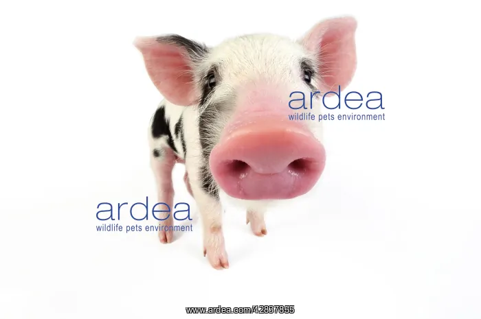  : Pig. Kune Kune cross Gloucester Old Spot piglet