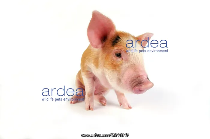  : Pig - Kune Kune cross Gloucester Old Spot piglet