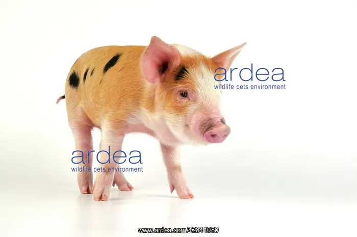 : Pig - Kune Kune cross Gloucester Old Spot piglet : Pig - Kune Kune cross Gloucester Old Spot piglet