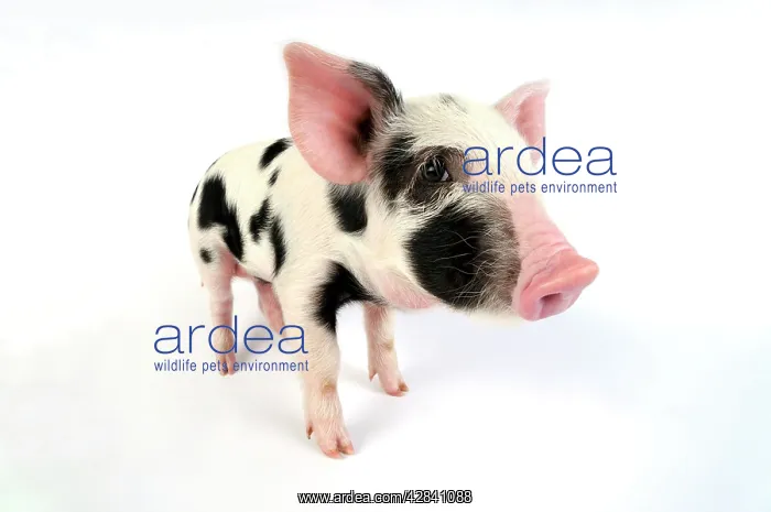  : Pig - Kune Kune cross Gloucester Old Spot piglet