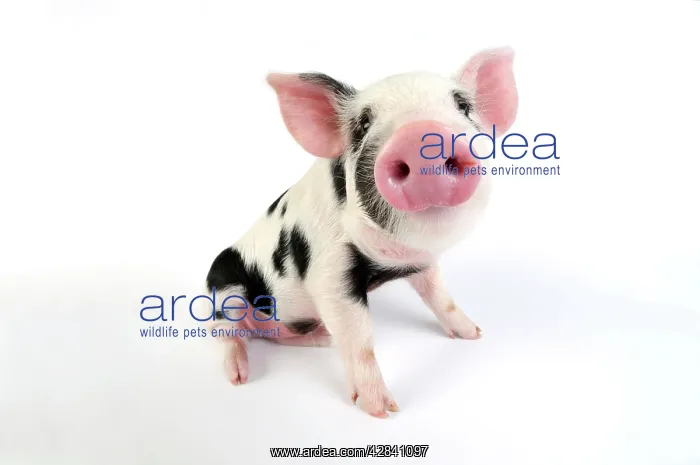  : Pig - Kune Kune cross Gloucester Old Spot piglet