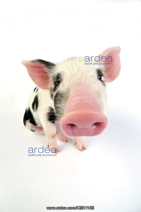  : Pig - Kune Kune cross Gloucester Old Spot piglet