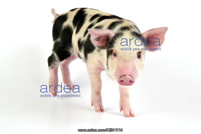 : Pig - Kune Kune cross Gloucester Old Spot piglet : Pig - Kune Kune cross Gloucester Old Spot piglet