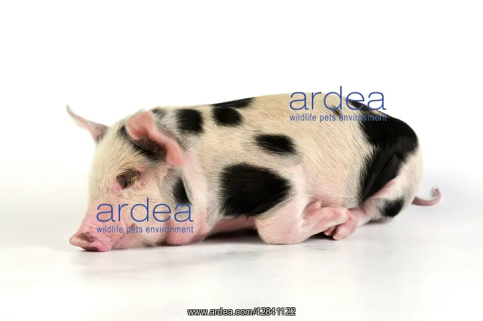  : Pig - Kune Kune cross Gloucester Old Spot piglet