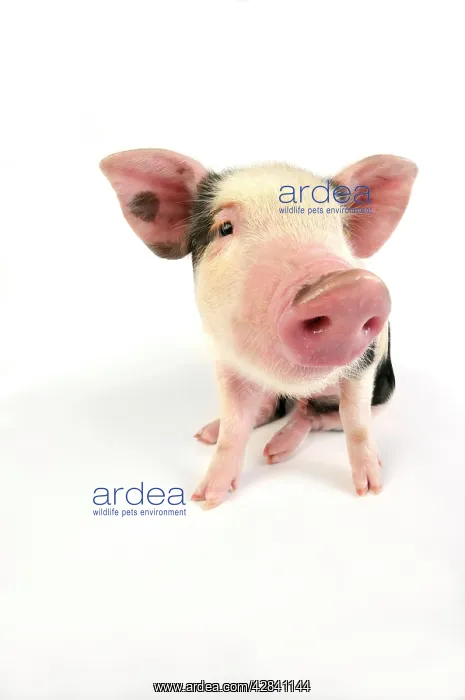  : Pig - Kune Kune cross Gloucester Old Spot piglet
