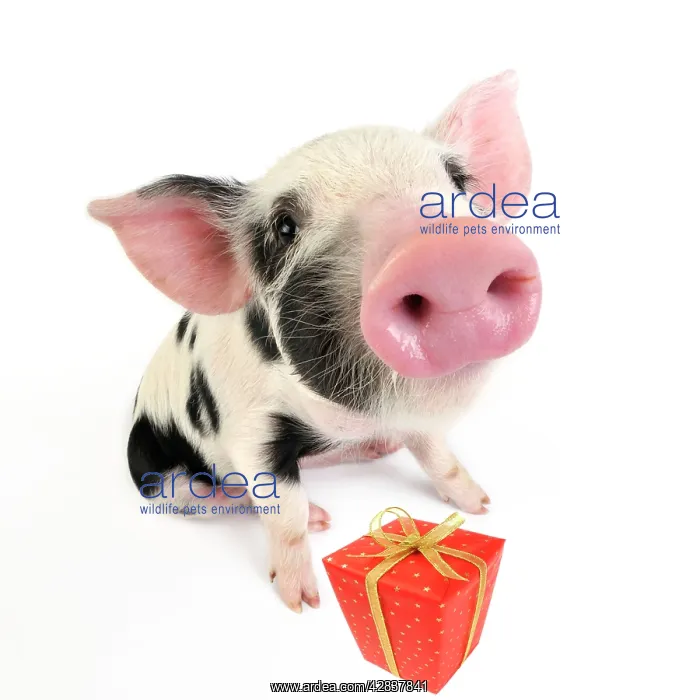 : Pig. Kune Kune cross Gloucester Old Spot piglet with present : Pig. Kune Kune cross Gloucester Old Spot piglet with present