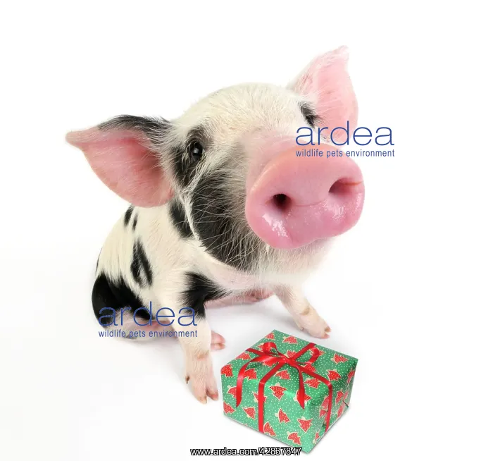 : Pig. Kune Kune cross Gloucester Old Spot piglet with present : Pig. Kune Kune cross Gloucester Old Spot piglet with present