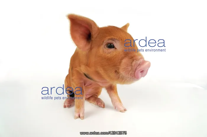  : Pig. Kune Kune piglet on white background
