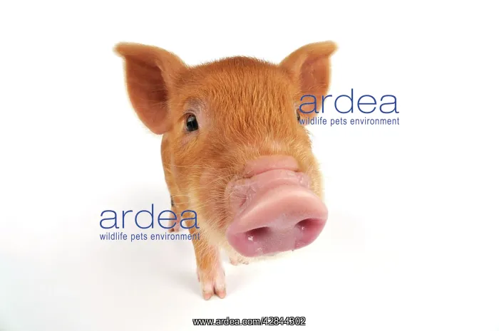  : Pig. Kune Kune piglet on white background