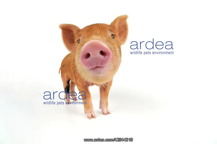  : Pig. Kune Kune piglet on white background
