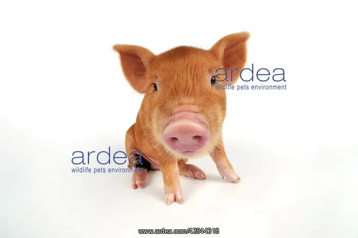  : Pig. Kune Kune piglet on white background
