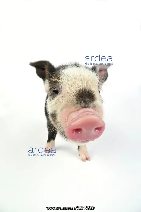  : Pig. Kune Kune piglet on white background