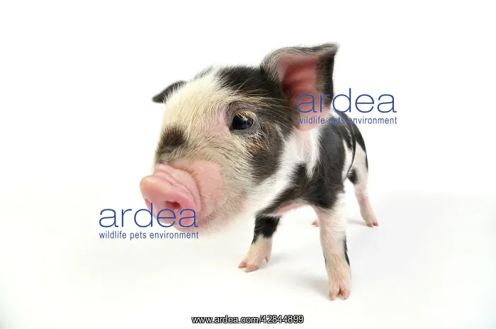  : Pig. Kune Kune piglet on white background