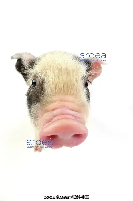  : Pig. Kune Kune piglet on white background