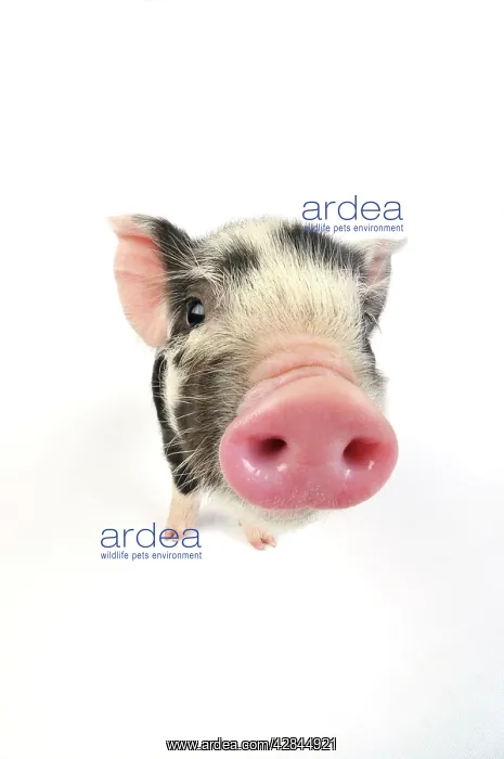  : Pig. Kune Kune piglet on white background